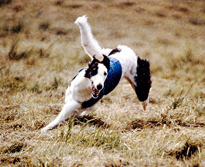 Top Lure Coursing Borzoi 1989